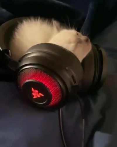 Smol kitty being cute n fluffy vibin' to music 🥰