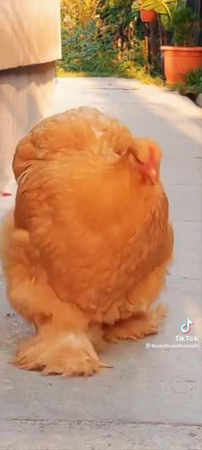 thus gorgeous chicken