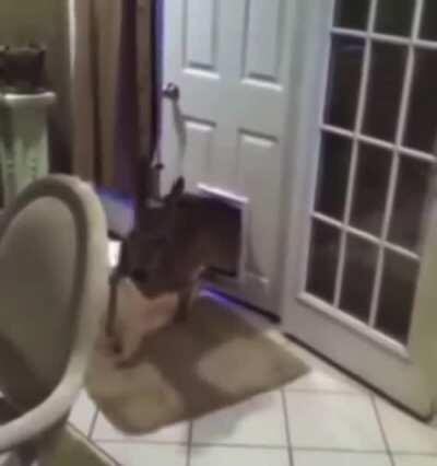 Someone should charge this stupid A-Hole with B&E