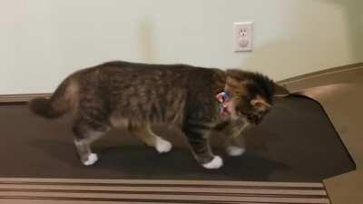 kItTeN dIeS iN hOrRiFiC cOnVeYoR bElT aCcIdEnT