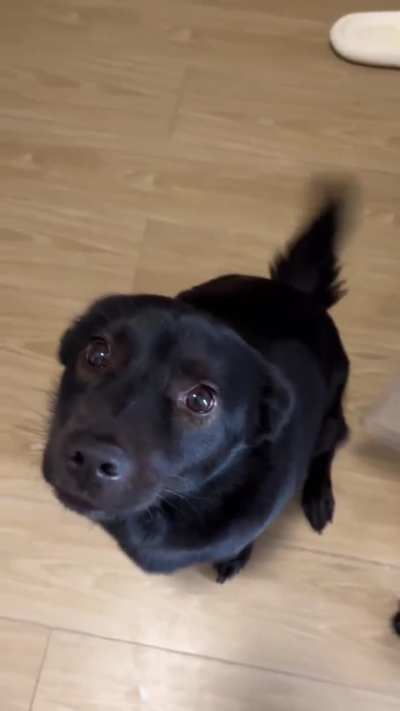 When your dog stares at you like this ❤️