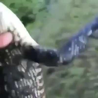Human grabs gator like nothing