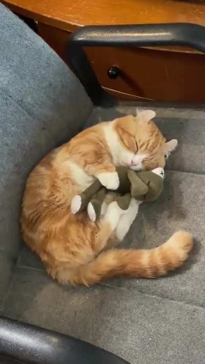 My cat fell asleep with his toy for the first time today