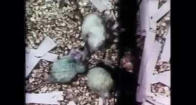 An excess of material well-being is detrimental to society. Which stage of the Mouse Utopia do you think we’re in?