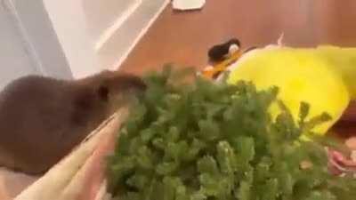 Domesticated Beaver Living In House