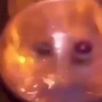 The final beyblade battle