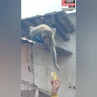 Monkey in India keeps someone's mobile phone hostage for a juice