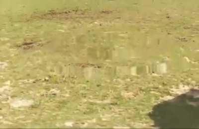 Mostra pro pai troll