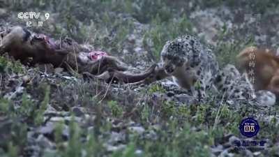 A pack of free-ranging dogs force a snow leopard off its kill