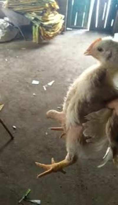 Ain’t no thang but a chicken wang