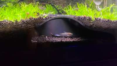 My 20-gallon jungle update: learning to love chaos