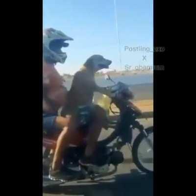 Un siri facendo barra