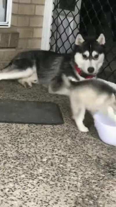 The husky is know for its grace, agility, and determination, and these are evident from birth.