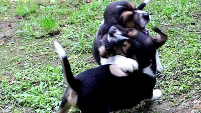 Animal Liberation Before You Go