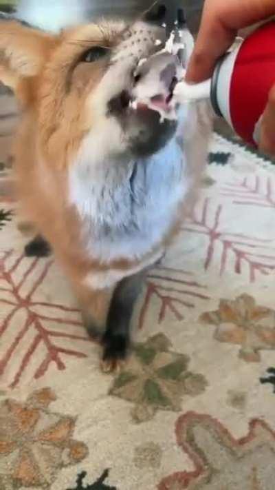 Cinnamon rolls, now with cream