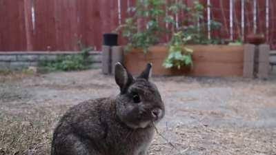 Those smol ears on alert, listening for the smol police (video in the comments)