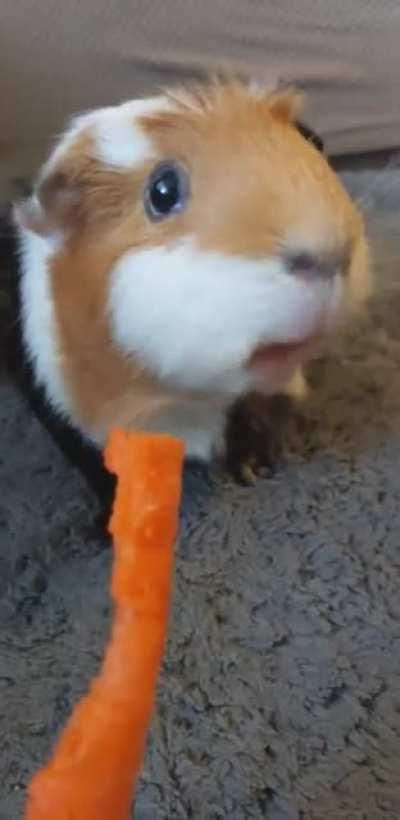 Nyla loves her carrots. Head empty, no thoughts, only crunch.