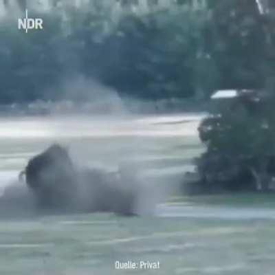 WCGW When you roll up on a 5000 lbs Rhinoceros in your hatchback?