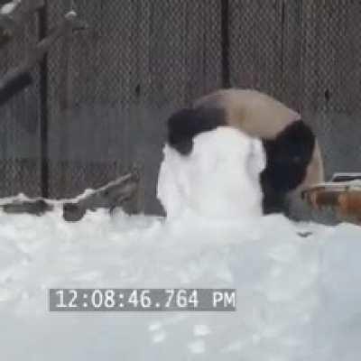 There’s really no way, those goofballs can survive in the wild. xD