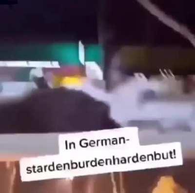 el gato argentino????