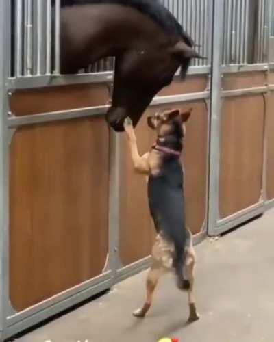 WOW you are big dogo