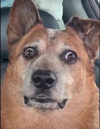 The good, the bad and the chonky