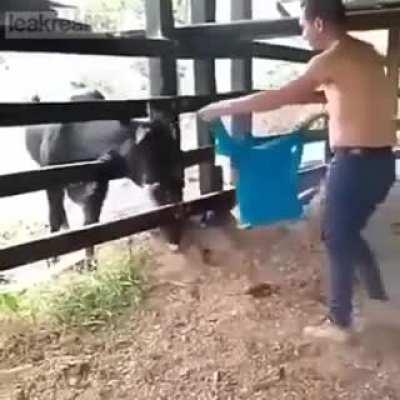 WCGW teasing a bull