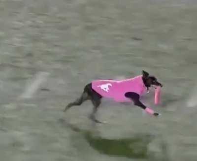 Dog sets Frisbee record for longest catch at 109 yards