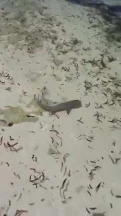 you can't swim peacely..