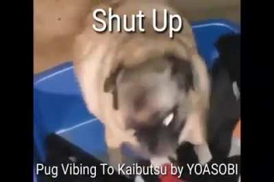 Pog Pug