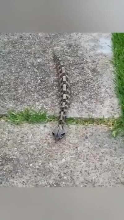 This is a real Gaboon viper. They have the highest venom yield. These vipers are one of the few snakes that crawl in a straightened manner. Additional fact - they are known to have the longest fangs in the world (with a very high fatality rate and strikin