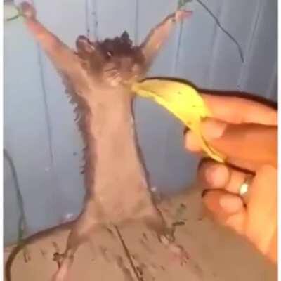 Cursed_rat