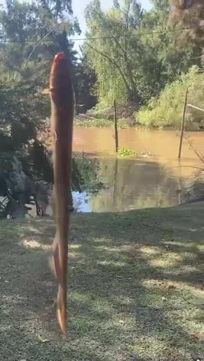 presunta anguila electrica encontrada en Tigre