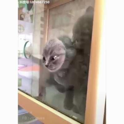 Please make sure to block all holes in the cat tank, as the liquid will spill out.