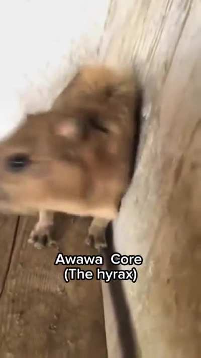 Found an animal like say 