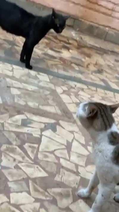 Both of my cats tend to get into fights, my dog Xyro does the job of a peacekeeper very well.