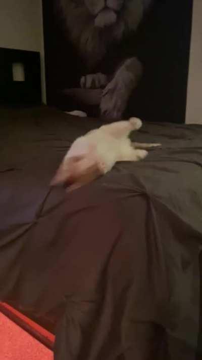 Short compilation of “Chip” crabbing it up