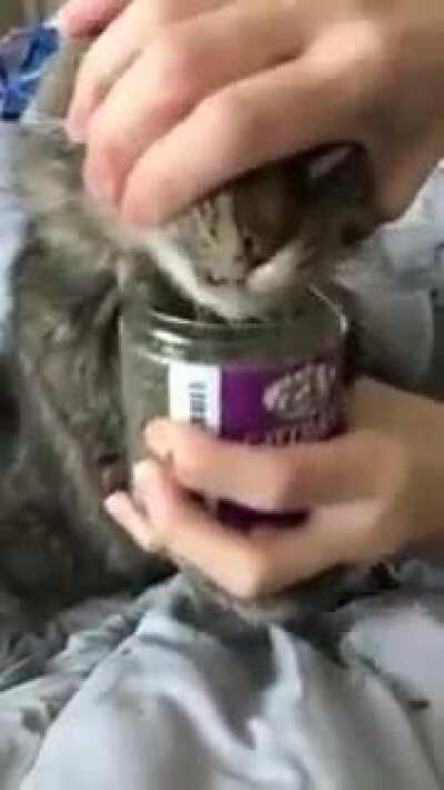 to stop the cat