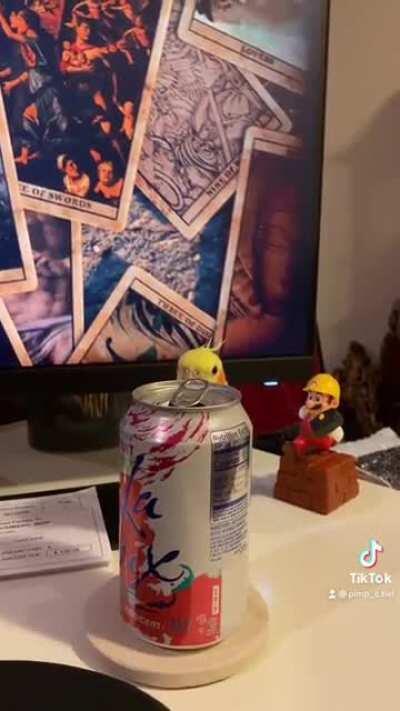 Cockatiel playing peekaboo