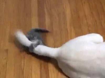 abSOLUteLY hoRrifYiNg! kittEN CaUGHt IN A rOtOR Blade, TuRNED tO pUlP