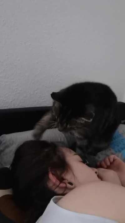 Time to pet me, human. Wake up!