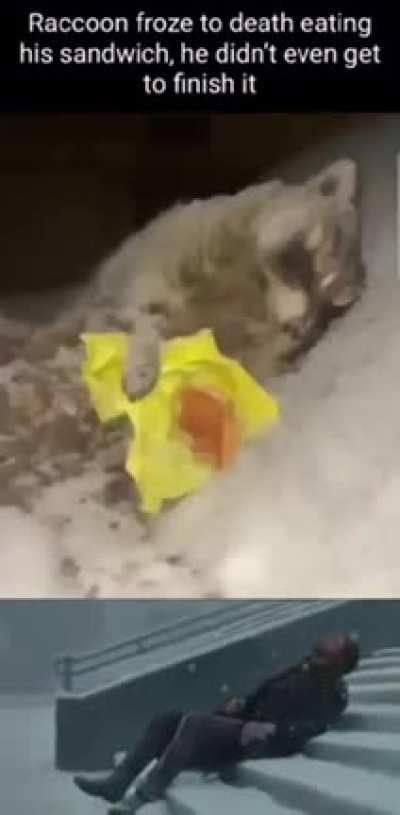 real chads will feel sad watching this , rip poor racoon