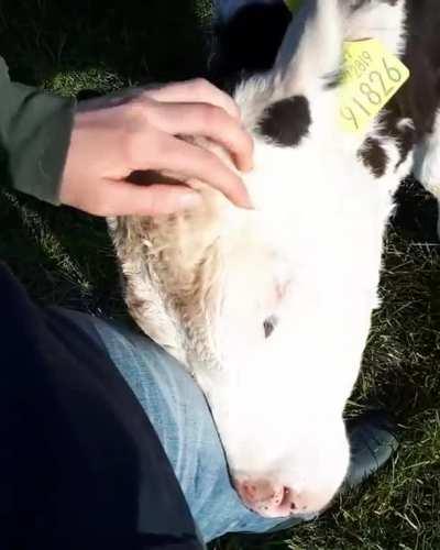 He looooves scratches....