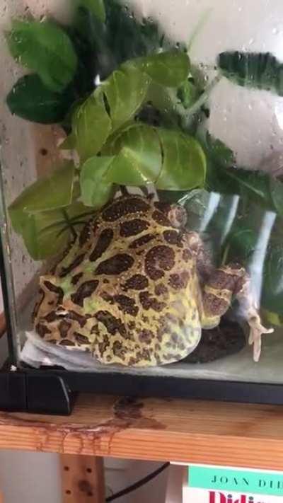 My favorite video of Fred. Lol