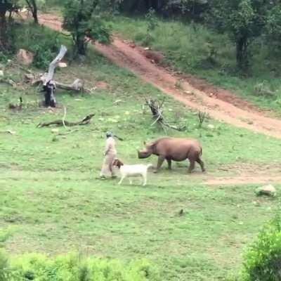 Every morning Swazi’s caregiver takes her and her BFF, Bokkie the GOAT, on a four hour walk to ensure she can eat and browse naturally at Care for Wild Rhino Sanctuary. Eventually Swazi will be released to the wild.