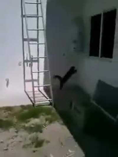 He should've tried 'pspspsps'