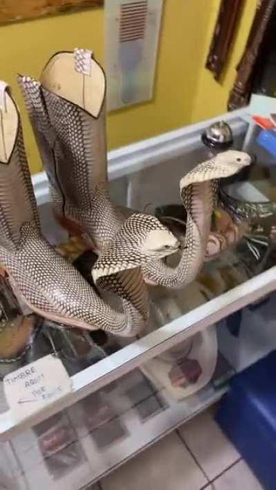 Snakeskin and Head boots