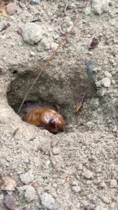 🔥 A pre-molt cicada emerging after 17 years underground 🔥