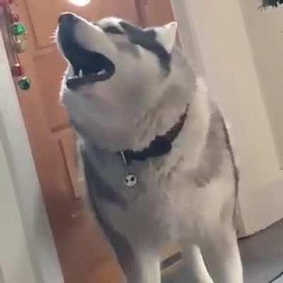 Literally watching a dog woof inside