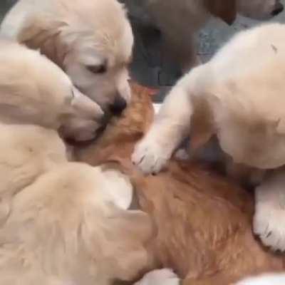 An introvert among extroverts